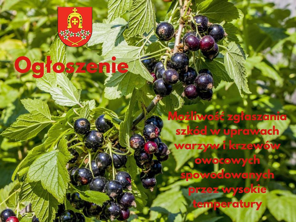 Ogłoszenie o możliwości zgłaszania szkód w uprawach warzyw i krzewów owocowych spowodowanych przez wysokie temperatury.
